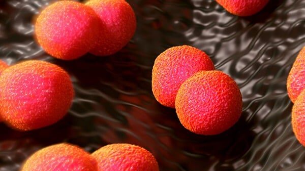 Viêm niệu đạo do lậu và viêm niệu đạo không do lậu như thế nào? Vi khuẩn Neisseria gonorrhoeae là tác nhân chính gây ra căn bệnh lậu.