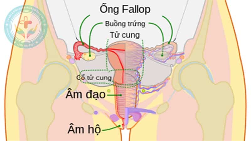 Cổ tử cung là phần hẹp và phía dưới tử cung