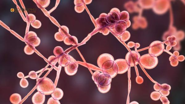 Hình ảnh 3D mô phỏng nấm Candida albicans dưới kính hiển vi