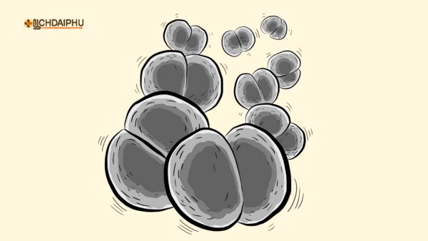 Ảnh minh họa hình thái vi khuẩn lậu cầu Neisseria gonorrhoeae – song cầu Gram âm, hai mặt lõm áp sát nhau như hạt cà phê. Ảnh minh họa hình thái vi khuẩn lậu cầu Neisseria gonorrhoeae – song cầu Gram âm, hai mặt lõm áp sát nhau như hạt cà phê.