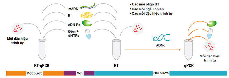 Sơ đồ minh họa quy trình xét nghiệm PCR trong chẩn đoán bệnh lậu, bao gồm các giai đoạn RT và qPCR giúp phát hiện ADN của vi khuẩn Neisseria gonorrhoeae. Sơ đồ minh họa quy trình xét nghiệm PCR trong chẩn đoán bệnh lậu, bao gồm các giai đoạn RT và qPCR giúp phát hiện ADN của vi khuẩn Neisseria gonorrhoeae.