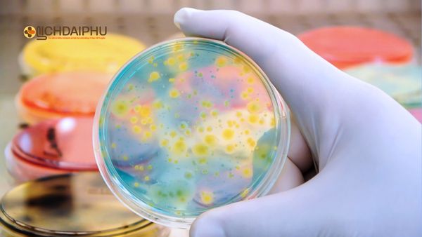 Các phương pháp xét nghiệm bệnh lậu phổ biến hiện nay – Hình ảnh minh họa quy trình nuôi cấy và phân tích vi khuẩn lậu trong phòng xét nghiệm hiện đại. Bác sĩ cầm đĩa petri chứa mẫu nuôi cấy vi khuẩn trong phòng xét nghiệm, minh họa các phương pháp xét nghiệm bệnh lậu phổ biến hiện nay như PCR, soi tươi và nuôi cấy.